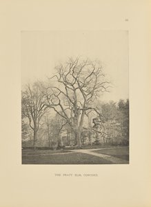 The Pratt Elm, Concord by Henry Brooks