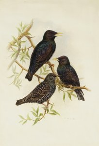 Common Starling