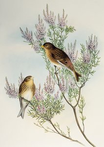 Twite (Carduelis flavirostris), from Birds of Great Britain