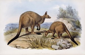 Western Grey Kangaroo