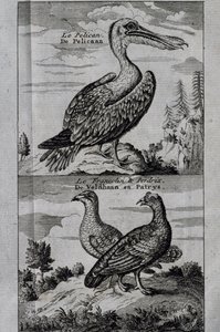 Pelican, Hazel Grouse and Partridge by Henry Ellis