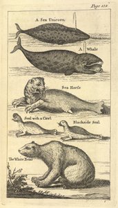Several Creatures, from A Voyage to Hudson