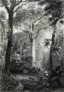 Scene in a Brazilian Forest, engraved by J. Bishop by Henry George Hine