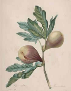 Choice of the Most Beautiful Flowers...Most Beautiful Fruits: Violet Fig