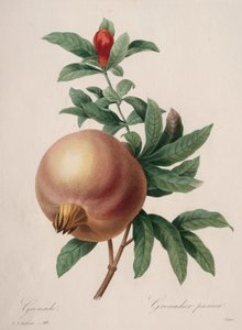 Choice of the Most Beautiful Flowers...Most Beautiful Fruits: Pomegranate