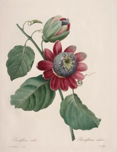 Choice of the Most Beautiful Flowers...Most Beautiful Fruits: Winged Passionflower