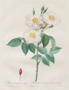 The Roses: Rosa Damascena, subalba