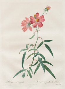 The Roses: Rosa Longifolia