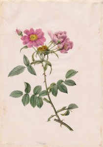 Rosa Collina Monsoniana by Henry Joseph Redouté