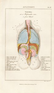 Human Viscera in Posterior View by Henry Mutlow