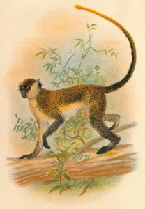 Green Guenon
