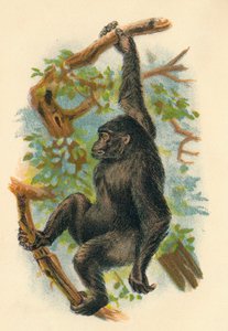 The Gorilla, 1897