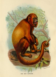 The Red Howler
