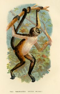 The Variegated Spider-Monkey