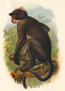 White Crowned Mangabey