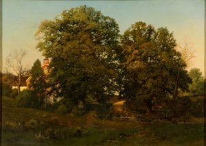 Old Oaks at Sunset