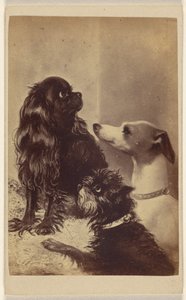 Floss, Daisy & Fairy; Dogs of Baroness McClifford by Henry Pointer