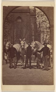Three Men Posing with Three White Horses