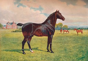 Hackney Pony Stallion Berkeley Model