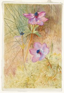 Florentine Wild Anemones by Henry Roderick Newman