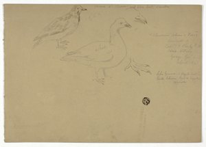 Sketches of Birds by Henry Stacy Marks