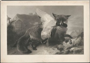 Just Caught: A Fox Has Stolen a Duck. After R. Ausdell. With Address of Gambart