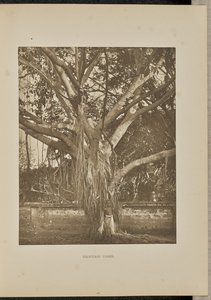 Banyan Tree, with Young Aerial Stems