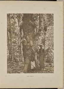 Jackfruit