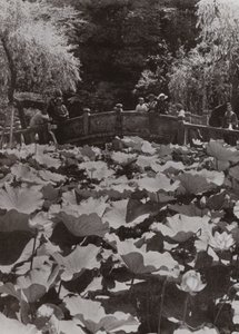 A Lotus-Pond by Herbert Ponting