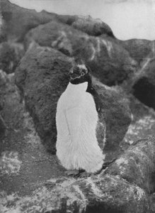 A Moulting Penguin, c1911-1913