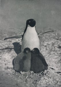A Proud Mother, c. 1911