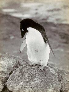 A Penguin in the Antarctic