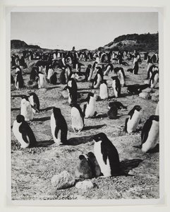 Adelie Penguins at Cape Royds
