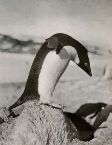 An Adélie Penguin About To Dive