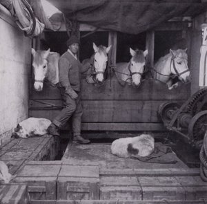 Captain Oates with ponies and dogs at sea by Herbert Ponting