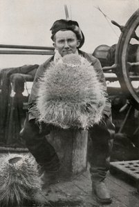 D. G. Lillie, with Some of the Siliceous Sponges by Herbert Ponting