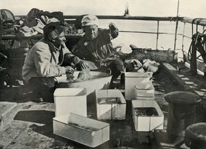 Lillie and Dr. Levick Sorting a Trawl Catch, c. 1910-1913