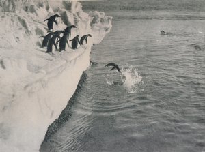 Penguins Diving
