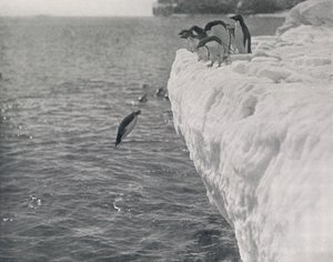 Penguins Diving, c1911, 1913
