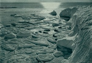 Seals Basking on Newly Formed Pancake Ice Off Cape Evans