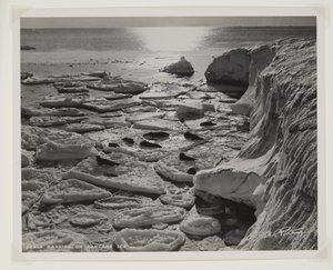 Seals Basking on Pancake Ice by Herbert Ponting