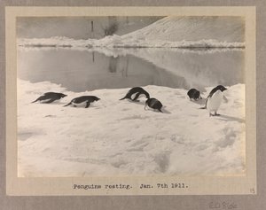 Six Adelie Penguins Resting on the Ice