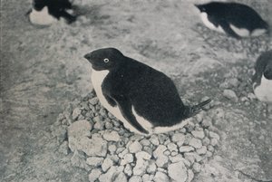 This Penguin Has an Industrious Mate