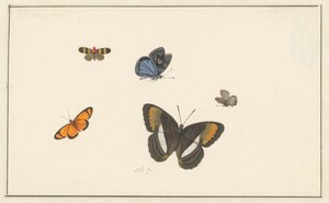 Five Butterflies