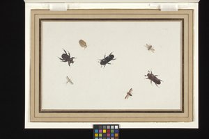 Study of Beetles and Moths