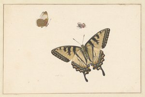 Three Butterflies by Herman Henstenburgh
