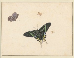Three Butterflies and a Wasp or Fly by Herman Henstenburgh