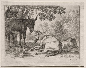 Animals in Landscapes: Donkeys