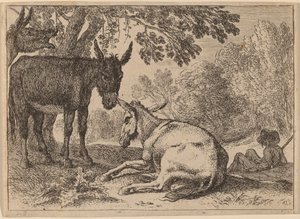 Donkeys