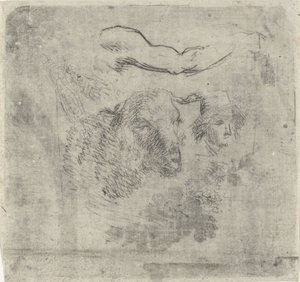 Study Sheet with Sheep